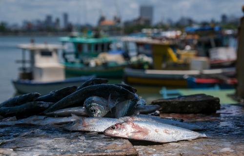 Águas mais quentes afetam também o equilíbrio do ecossistema marinho (Foto: Fernando Frazão Agência Brasil)