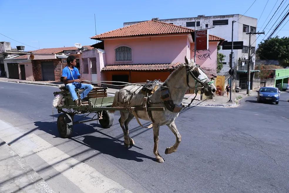 Carroça puxada por cavalo (Foto/Divulgação)