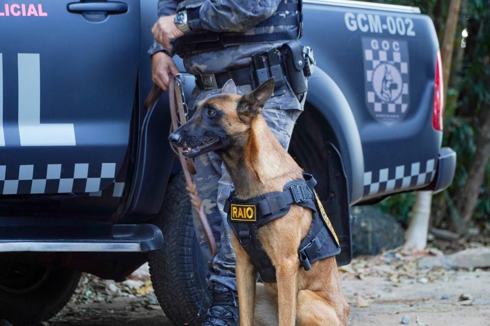 A inauguração do canil na Mata do Carrinho nesta sexta-feira contará com apresentação dos animais, mostrando a importância deles nas atividades policiais (Foto/Reprodução)