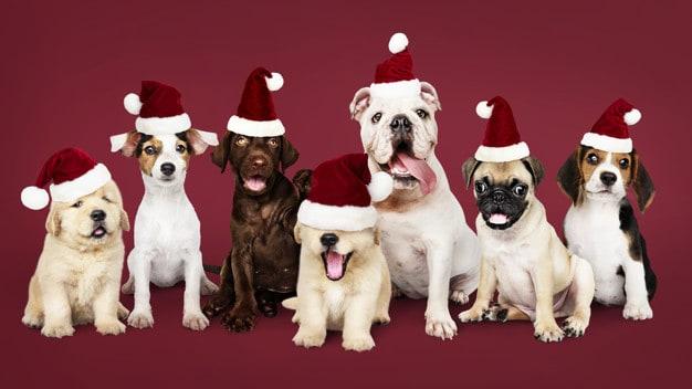 Natal Animal terá feira de adoção responsável de gatos e cachorros  