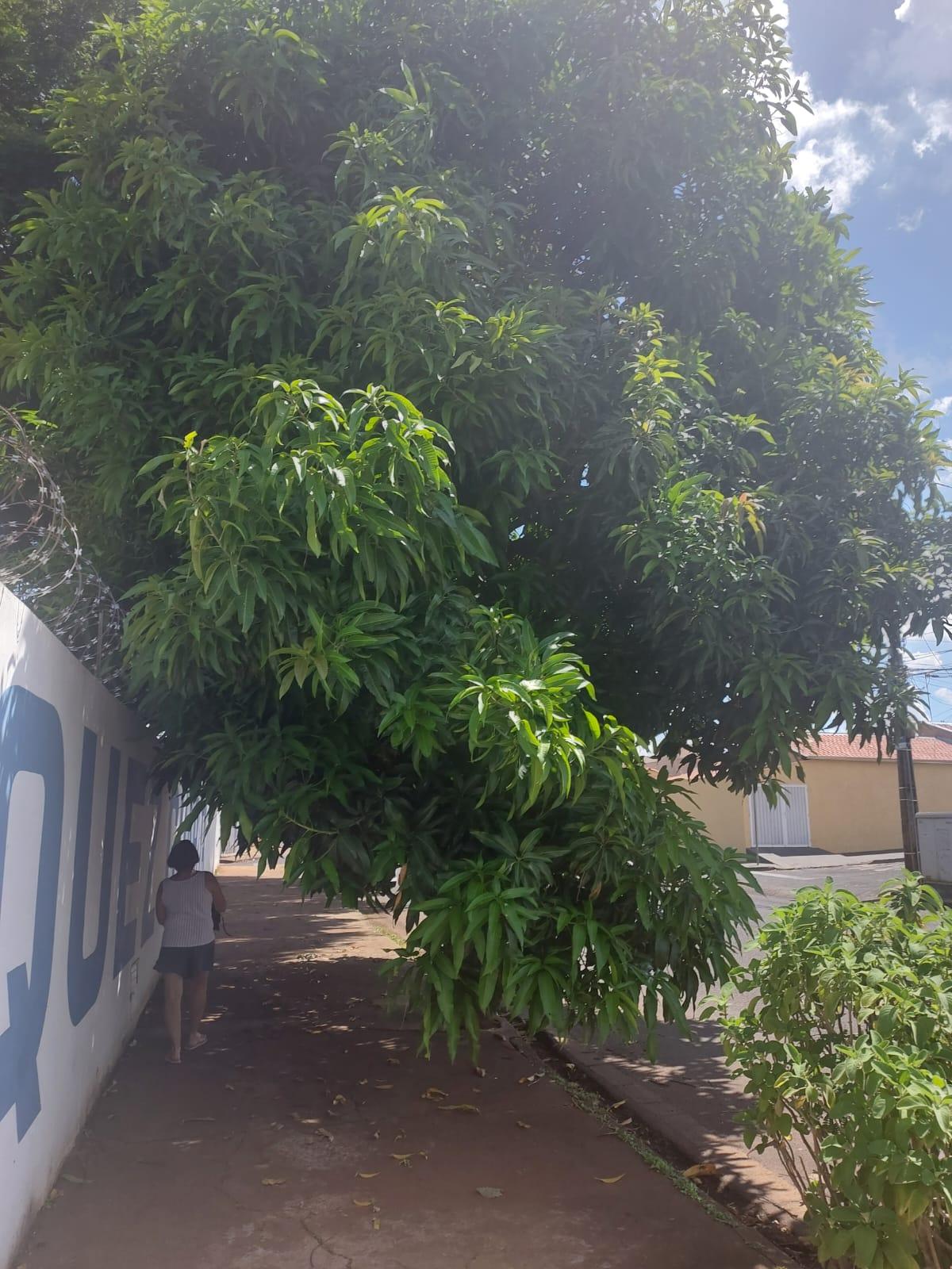 “Precisamos com urgência de poda destas árvores. Elas estão danificando passeios e caindo sobre os muros, além de deixar a praça escura”, relata um morador. (Foto/Divulgação)