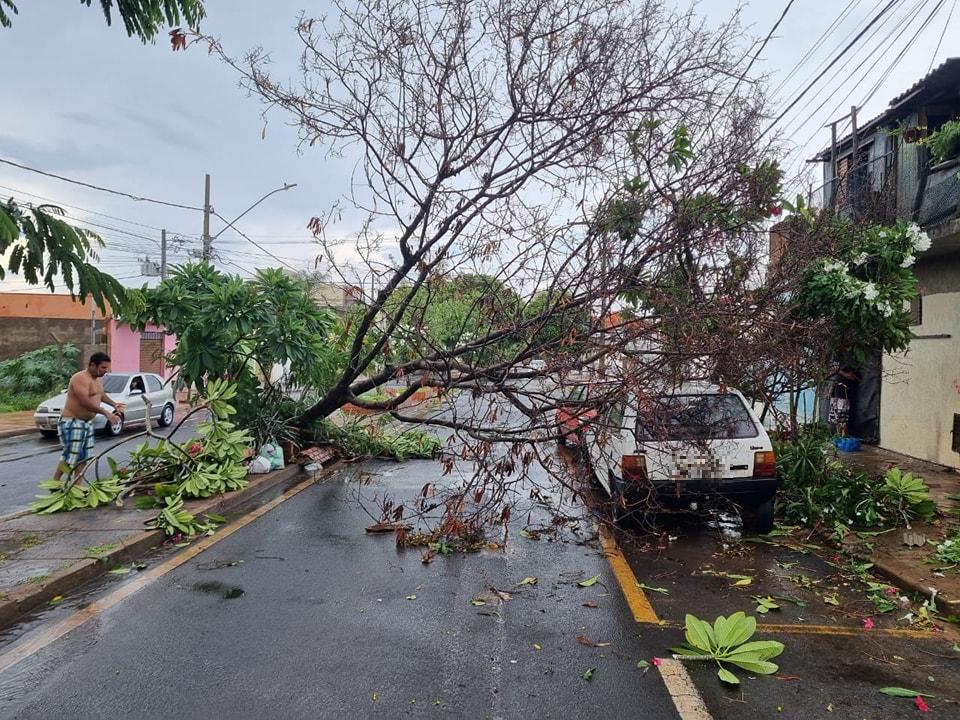 Forte Chuva Derruba árvores E Deixa Bairros Sem Energia Neste Domingo