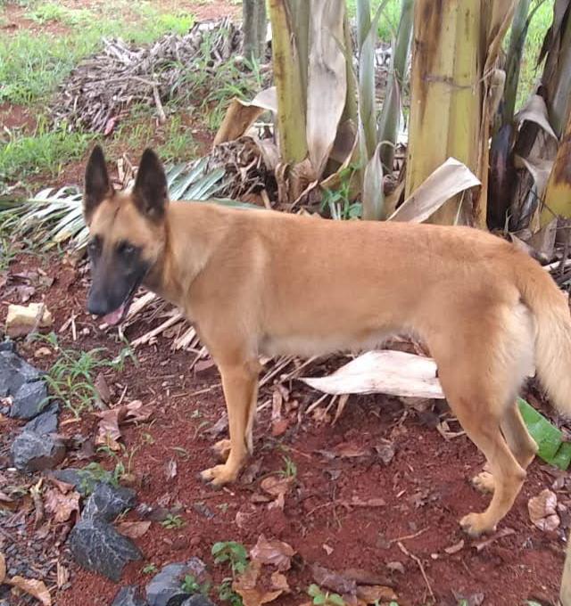 Cadela Pandora foi alvejada na cabeça (Foto/Arquivo Pessoal)