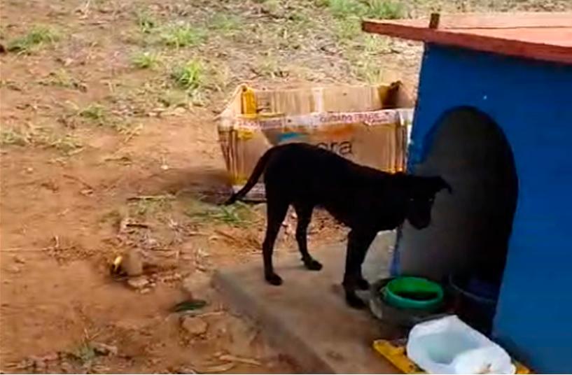 Abrigo que acolhia animais na Vila Celeste foi destruído pela instituição agraciada com a doação da área (Foto/Reprodução)