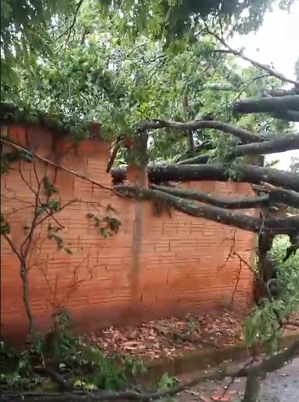 Árvore caiu no muro de um morador da Capelinha do Barreiro (Foto/Leitor JM)