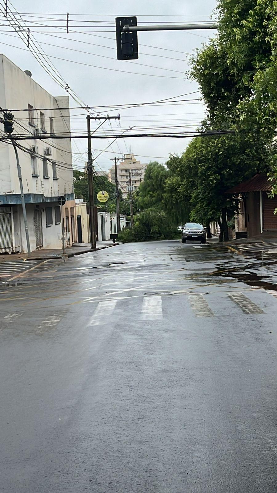 Queda de árvore na rua Alfen Paixão, cruzamento com a avenida Alexandre Barbosa (Foto/Reprodução)