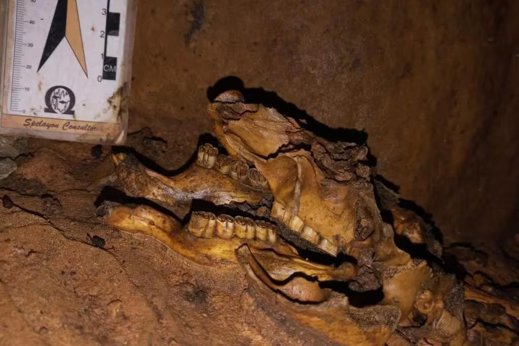Preguiça-gigante Scelidotheriinae (Foto/Bruno Kraemer/Divulgação)