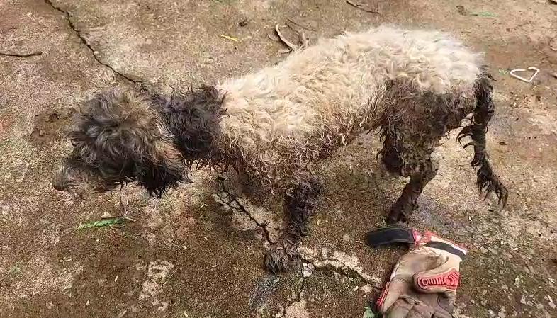 O animal foi encaminhado para o Hospital Veterinário da Uniube (HVU). Segundo a assessoria do hospital, o animal está em tratamento (Foto/Divulgação)