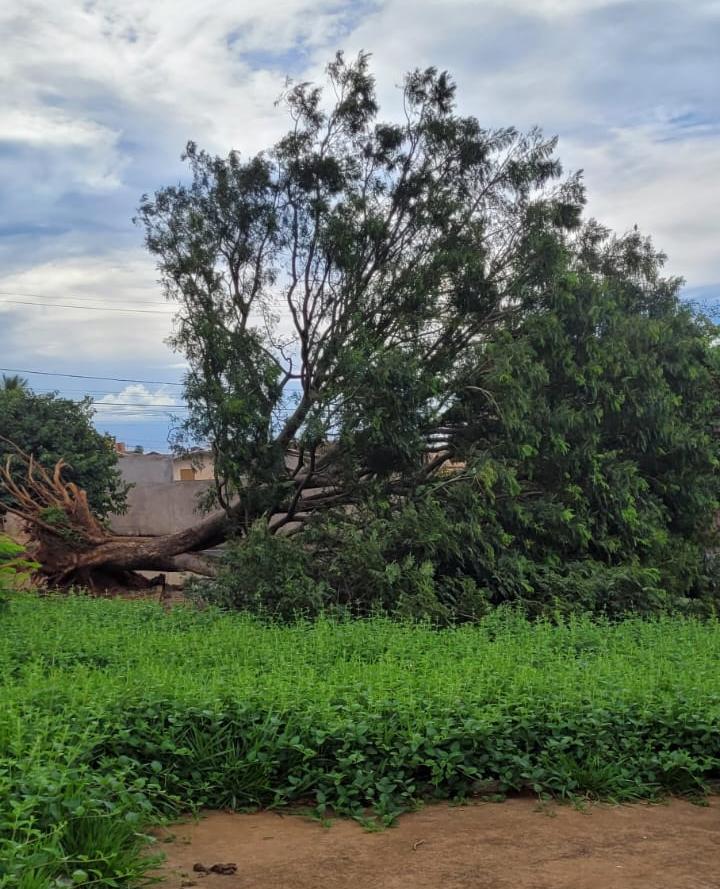Três árvores caíram após serem atingidas pelos fortes ventos da tempestade deste sábado (3) e domingo (4). (Foto/Divulgação)