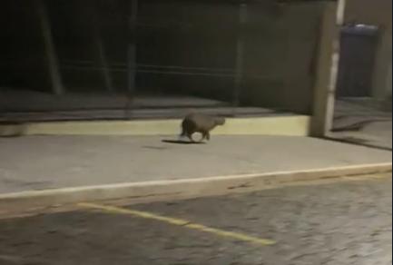 Capivara foi encontrada circulando na região do bairro Fabrício (Foto/Leitor JM)