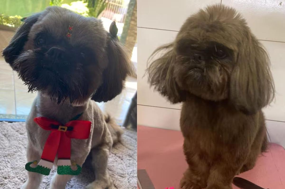 Foto mostra o antes do cachorro ser pintado por criminosos e como ele ficou depois (Foto/Divulgação Polícia Civil de Santa Catarina)