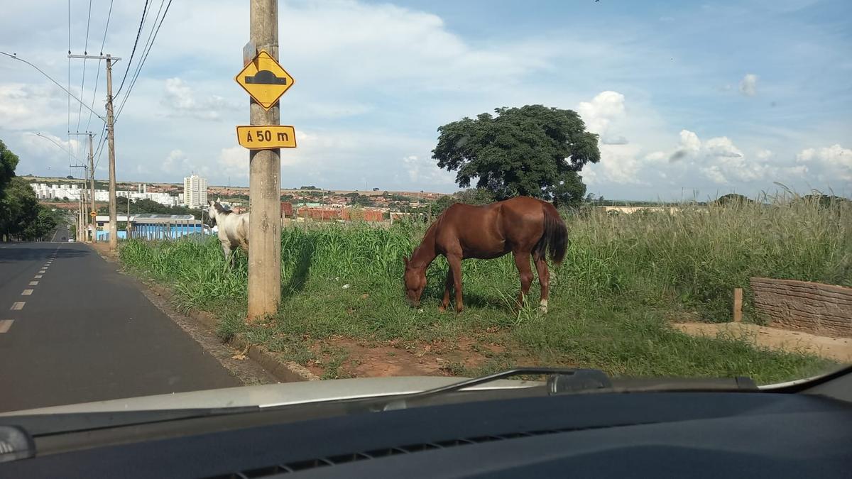  (Foto/Reprodução)