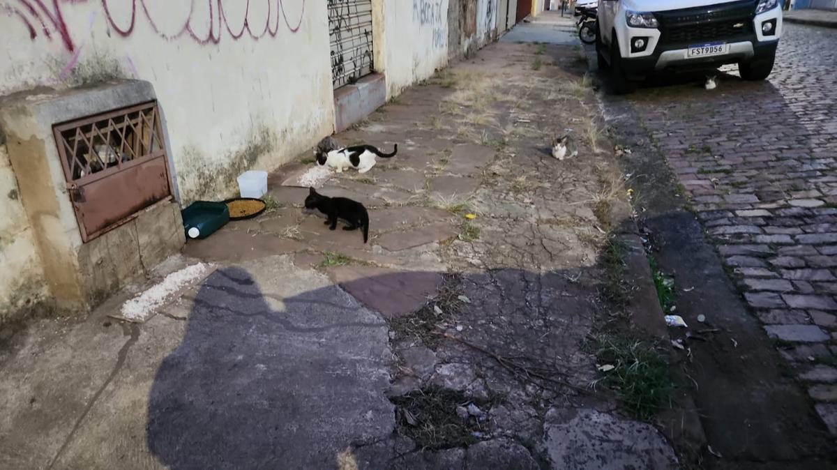 Após fechamento do imóvel, protetoras colocaram ração e água para os animais do lado de fora (Foto/Divulgação)