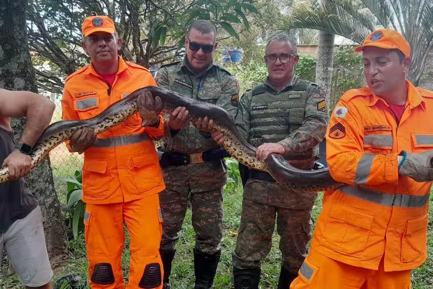 A jiboia de aproximadamente cinco metros estava no quintal de uma chácara (Foto/Corpo de Bombeiros/Divulgação)