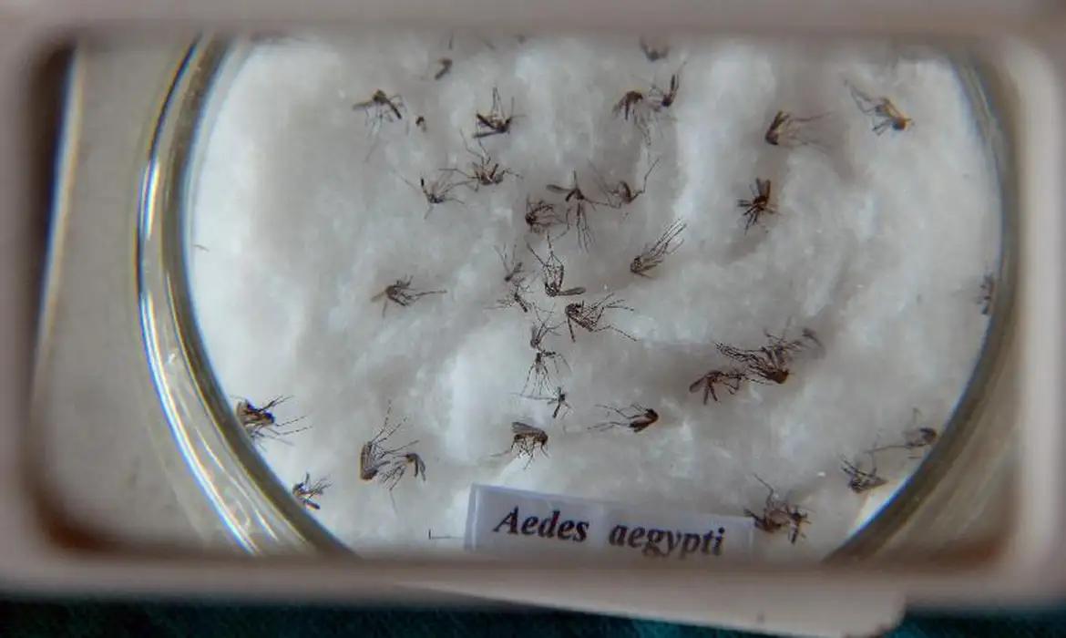 Aedes aegypti transmite dengue, chikungunya, zica e febre amarela (Foto/Arquivo Agência Brasil)