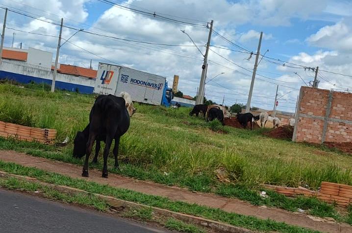 Novas imagens dos animais soltos pelas avenidas no Beija-Flor II foram compartilhadas com o Jornal da Manhã nesta tarde (Foto/Reprodução)