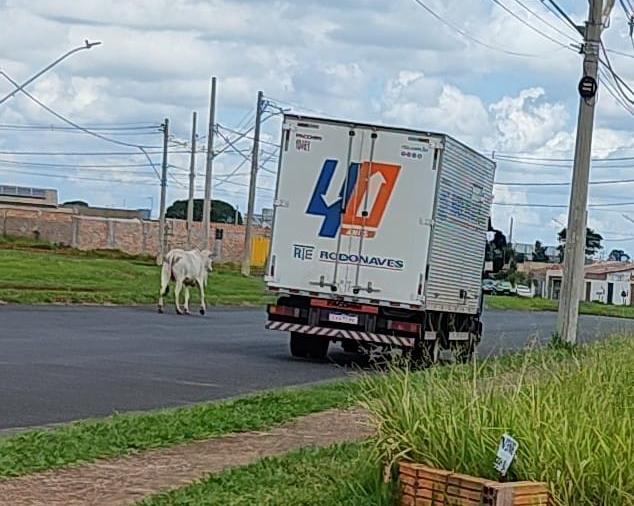 Bois e vacas transitam livremente pelo local tanto durante o dia quanto à noite, muitas vezes disputando a via com carros e até caminhões (Foto/Reprodução)