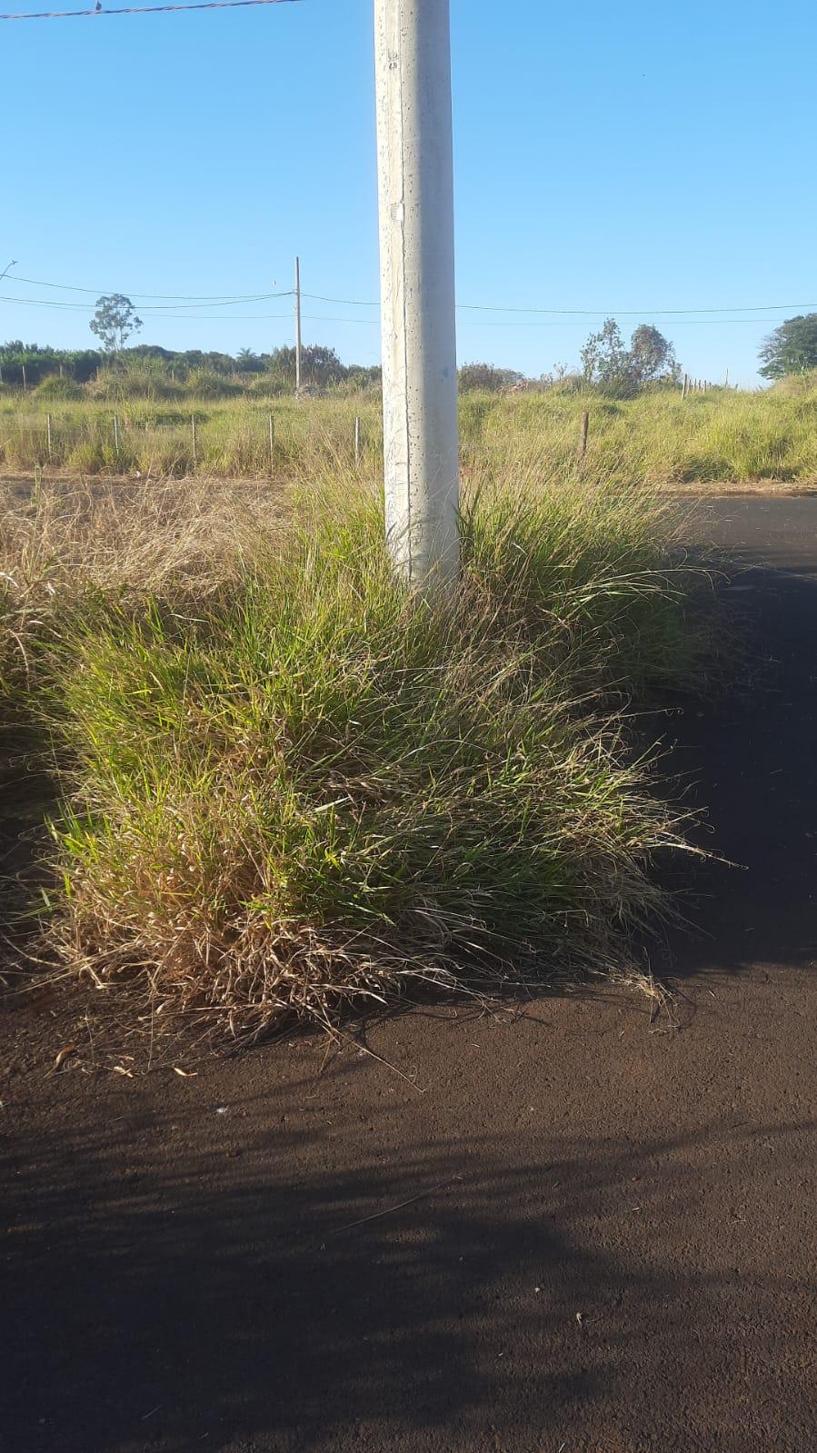 "Estavam limpando o Anate II, foram embora, já colocaram outros bairros no cronograma e nada de limpar o Anate I e a paralela à 262 também! O mato já está na pista", lamenta a moradora (Foto/Divulgação)