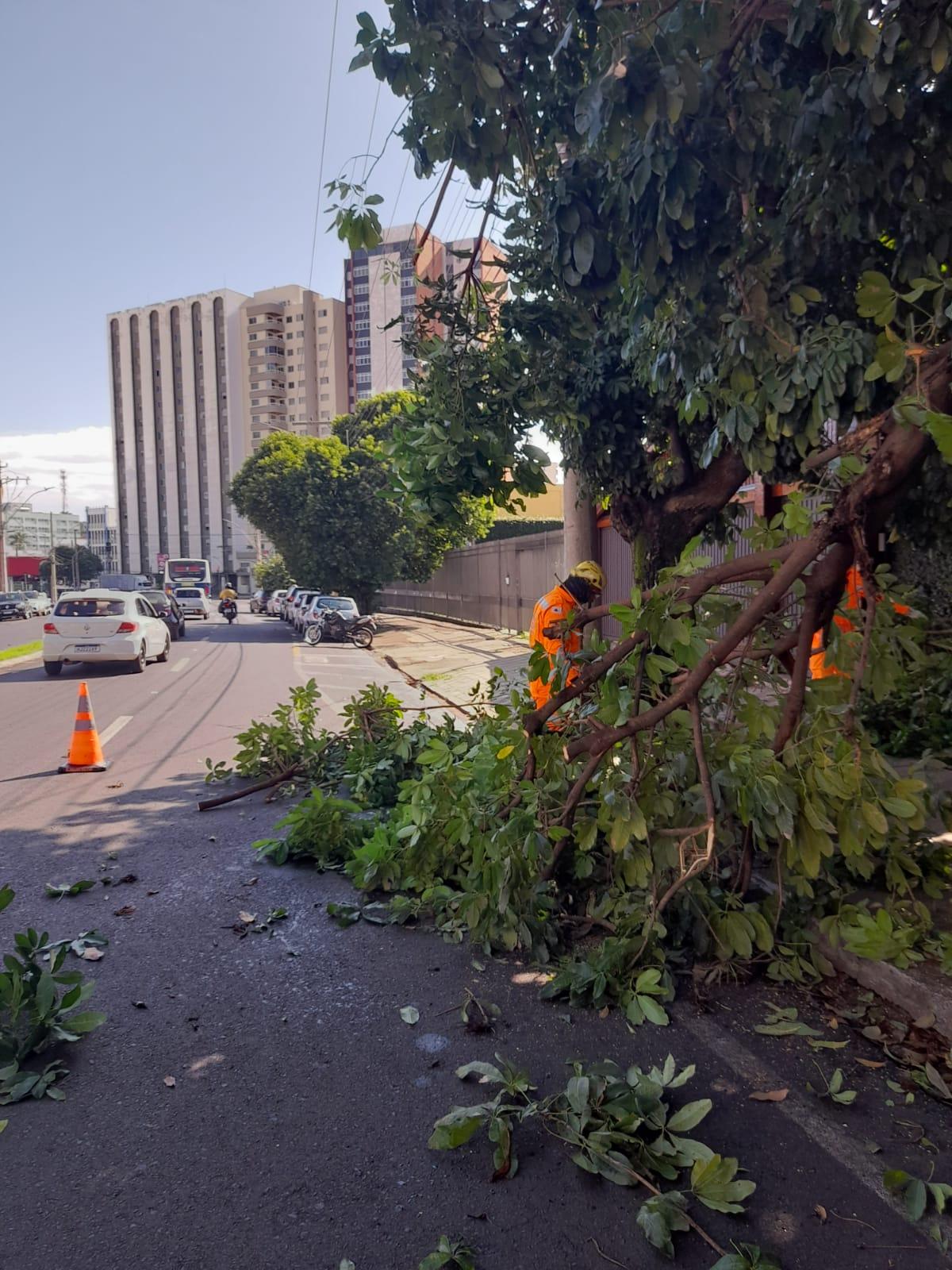 Galhos que ficaram pendurados ameaçavam a segurança de motoristas e pedestres (Foto/Reprodução)