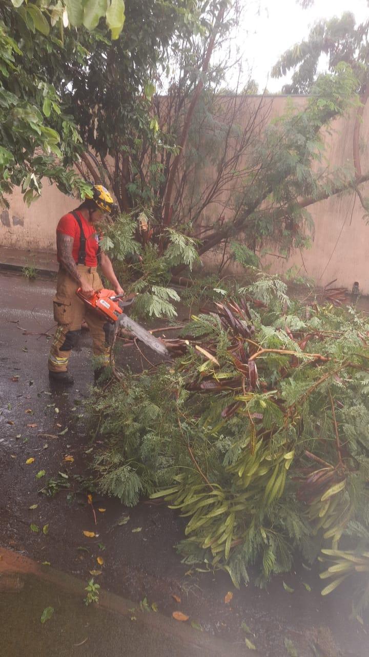 Parte da árvore caiu sobre a via pública, enquanto outra parte atingiu o muro de uma residência nas proximidades (Foto/Divulgação)