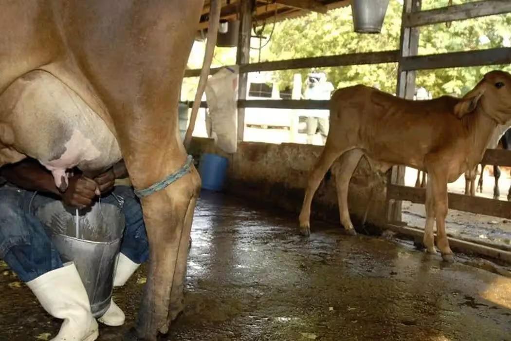 Produtores rurais de Minas reclamam de concorrência desleal devido ao aumento da importação de leite em pó no país (Foto/Marcelo Camargo/Agência Brasil)
