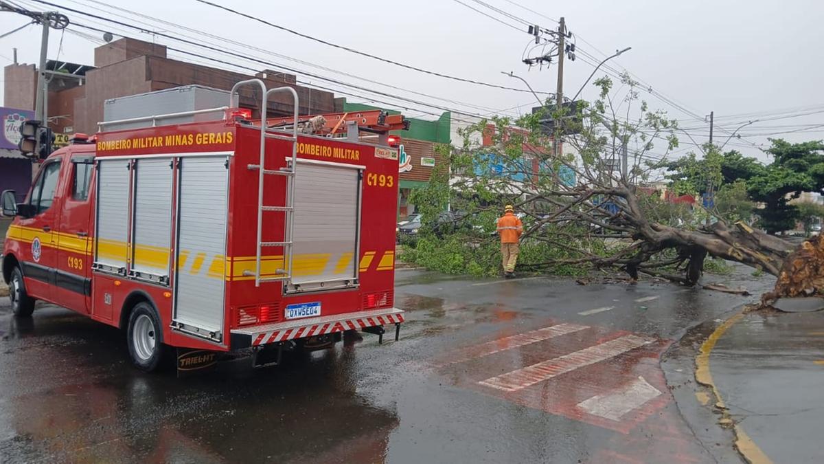 Os bombeiros, equipados com motosserras, cordas e técnicas especializadas, trabalharam diligentemente para remover a árvore e restabelecer a passagem na via (Foto/Divulgação)