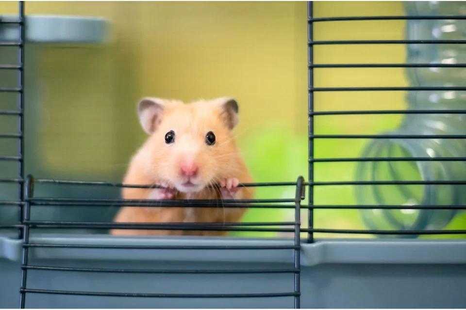 Hamster também precisam de check-up anual com o veterinário (Foto/Reprodução)