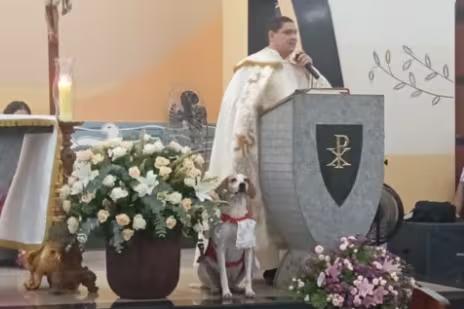 Cãozinho ganhou até uma roupa especial para as missas (Foto/Reprodução/@paroquia_santaanaesaojoaquim)