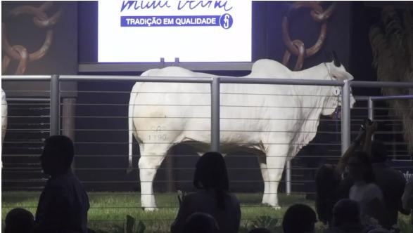 A vaca Donna FIV CIAV e 3 de seus clones tiveram um terço vendido no Leilão Elo de Raça, realizado no domingo (Foto/Divulgação)