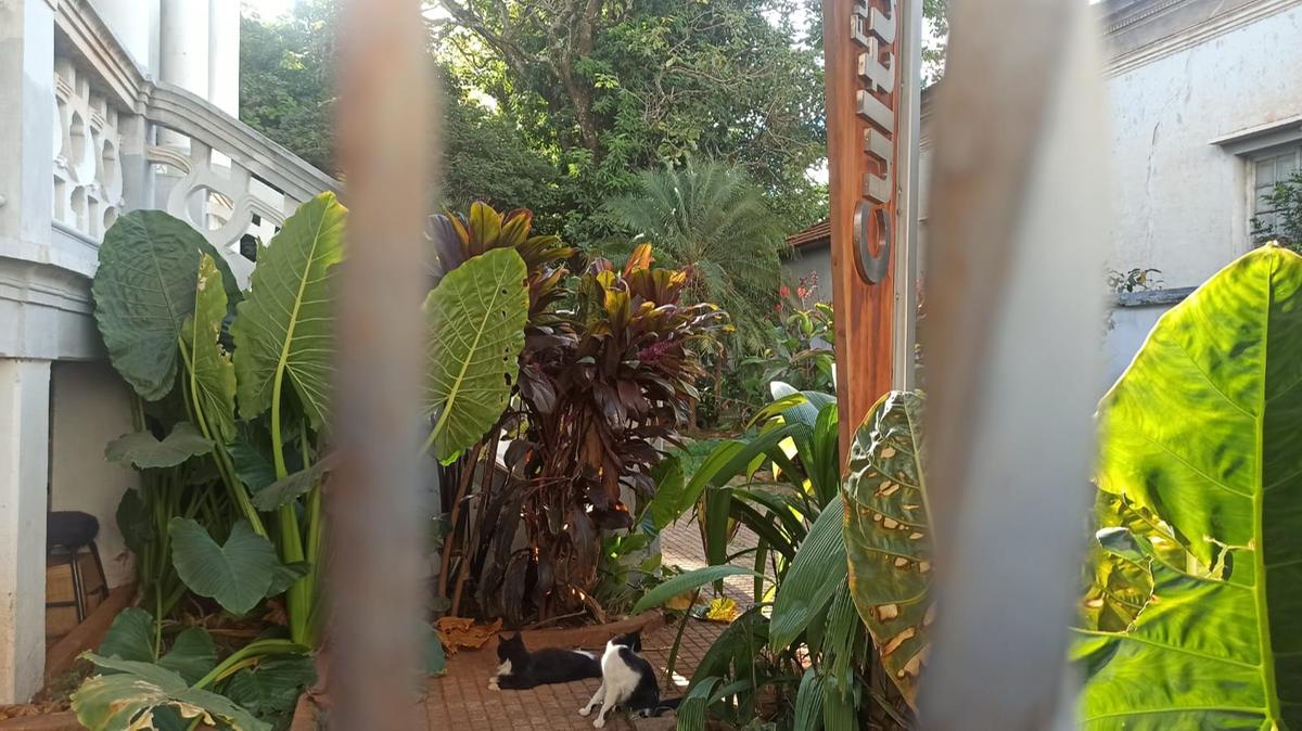 Palacete localizado na rua Tristão de Castro segue fechado e serve de abrigo para colônias de gatos, o que incomoda vizinhos (Foto/Jornal da Manhã)