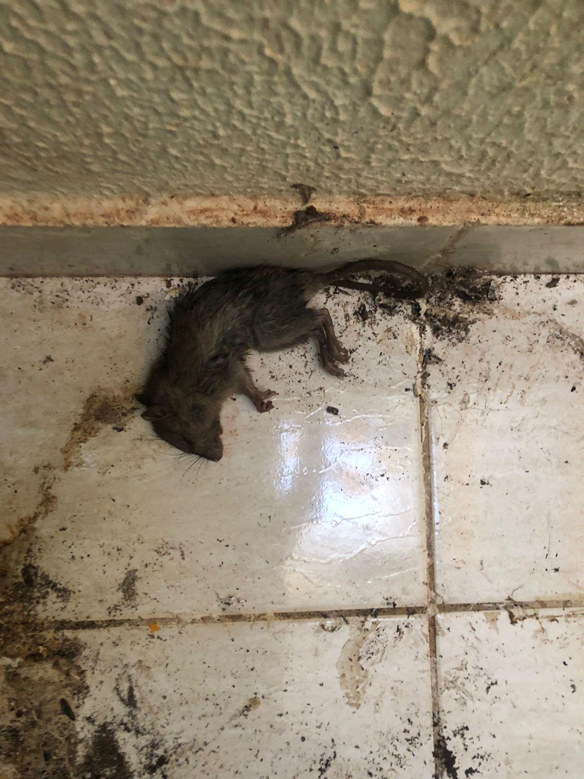 “Estamos tendo diversos problemas com essa casa, já que nossas residências ao lado estão sendo invadidas por bichos peçonhentos, ratos, pernilongos e o mosquito da dengue”, relatou o denunciante. (Foto/Denunciante)