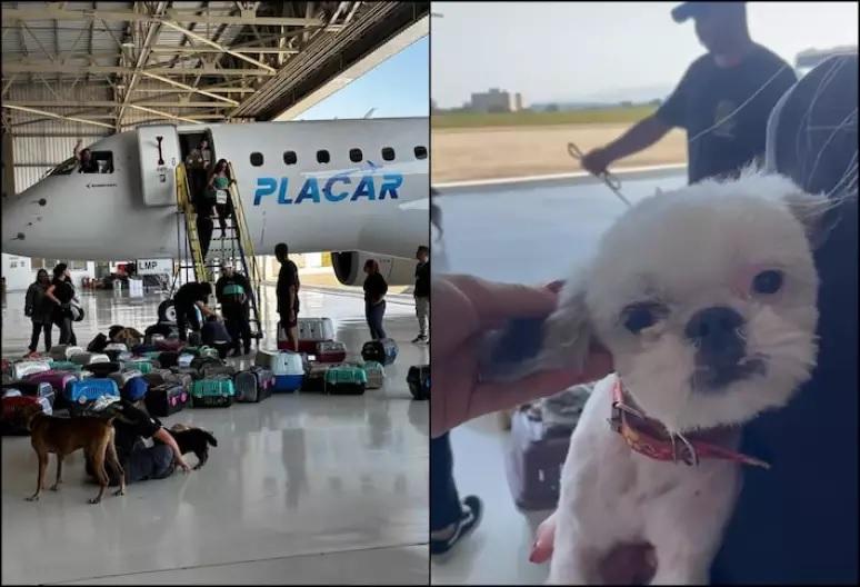 Avião de Leila Pereira resgatou mais de 100 animais no Rio Grande do Sul (Foto/Divulgação Palmeiras/Estadão)