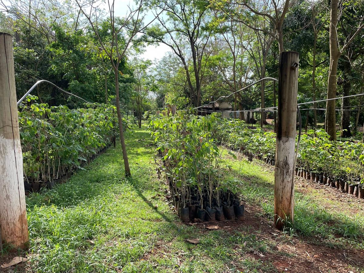 Viveiro passou a ter controle de saída de mudas em 2022 e, desde então, já foram distribuídas mais de 16 mil unidades para a floresta urbana de Uberaba (Foto/Divulgação)