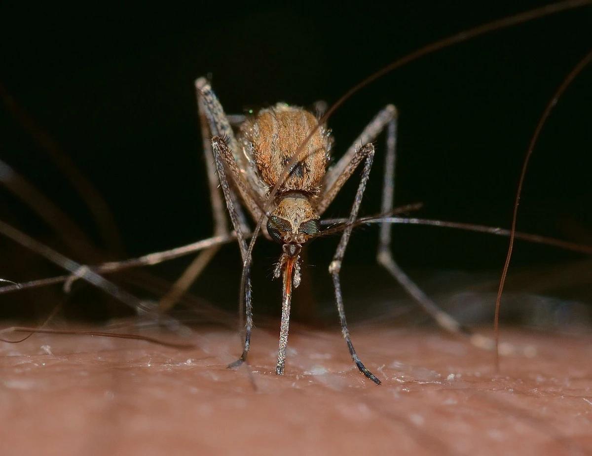 Febre oropouche é transmitida por mosquitos (Foto/Pixabay/francok35)
