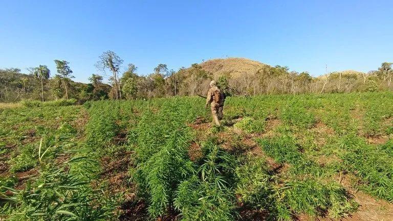 Também foram apreendidos outros 55.630 quilos do entorpecente pronto para o consumo, totalizando o equivalente a 820.630 kg da droga retirados de circulação (Foto/Divulgação)