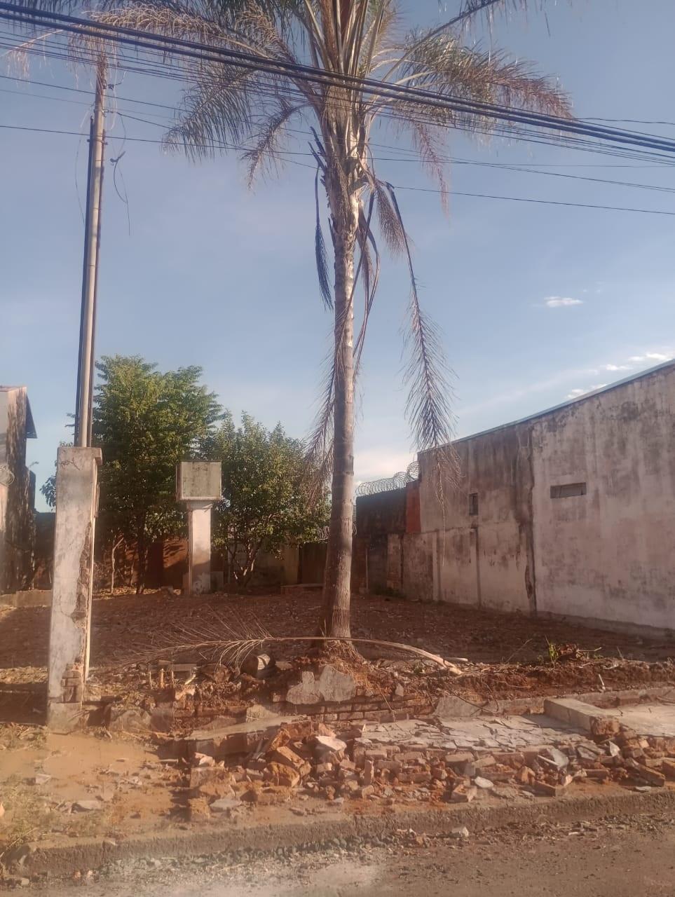 O coqueiro está dentro da área desocupada, mas próximo à calçada e a sua queda pode danificar a rede elétrica ou até mesmo atingir residência ao lado (Foto/Divulgação)