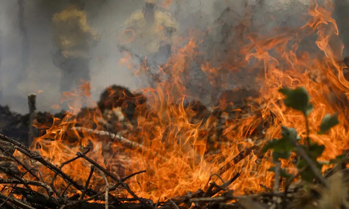 Denúncias de mato alto e risco de incêndios podem ser feitas pelo 153 ou Corpo de Bombeiros no 193, em casos de emergência. (Foto/Divulgação)