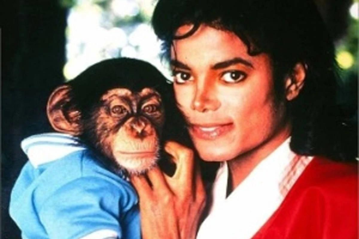 Chimpanzé de Michael Jackson ainda está vivo e mora em santuário na Flórida (Foto/Site oficial/Divulgação)