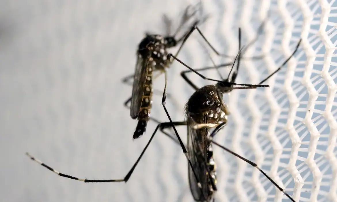 A estratégia envolve as chamadas estações disseminadoras de larvicidas (EDLs). Trata-se de potes com dois litros de água parada que são distribuídos em locais onde há proliferação dos mosquitos (Foto/Reuters/Paulo Whitaker/Direitos Reservados)