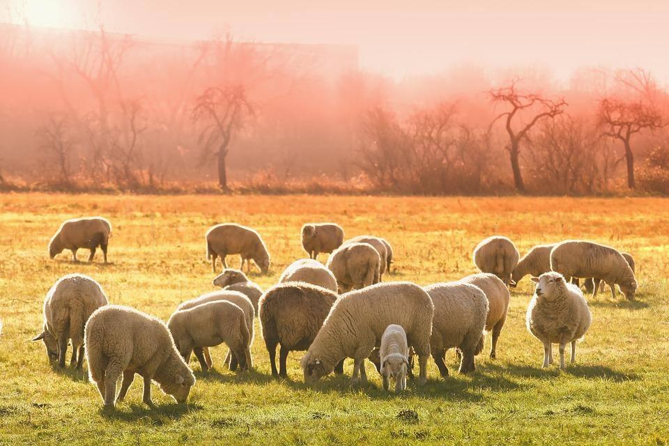 As ovelhas ficaram tontas e com vários comportamentos estranhos depois de comerem maconha (Foto/Pixabay)