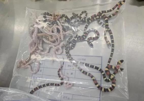 Tentativa de tráfico de animais: mais de 100 cobras foram encontradas em seis sacos em aeroporto chinês (Foto/Shenzhen Customs Release/AFP)