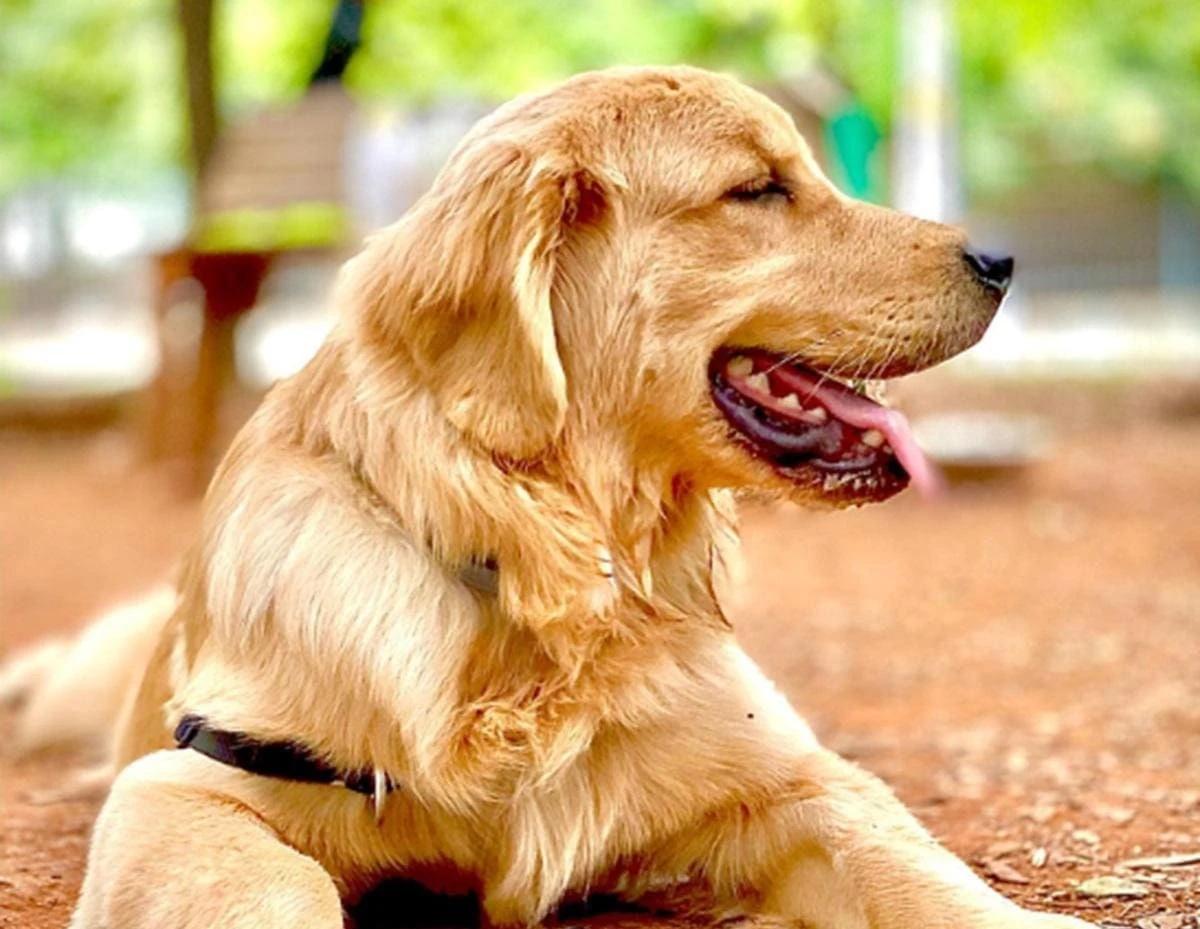 O cão Joca, da raça golden retriever, morreu durante um transporte aéreo realizado pela companhia Gol (Foto/Reprodução/Instagram)