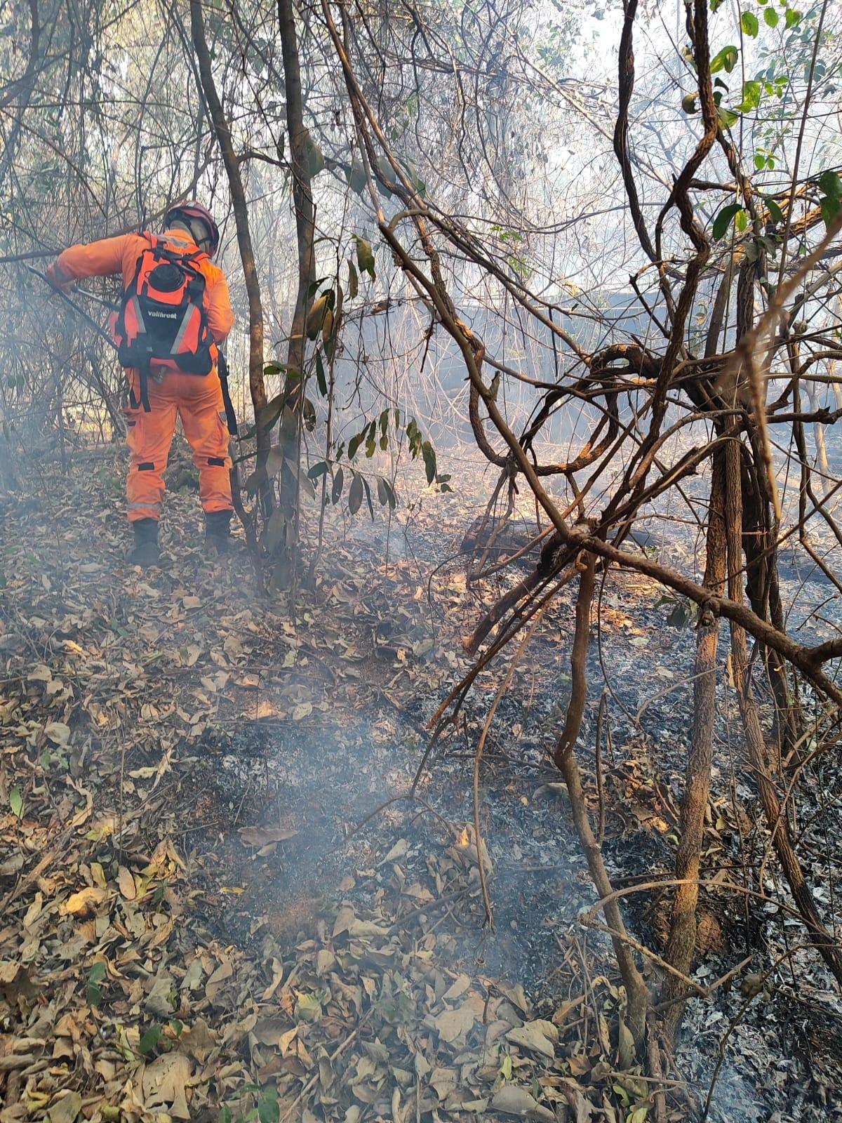 Fogo no bairro Jardim Maracanã destruiu 350 m² de vegetação de cerrado (Foto/Divulgação)