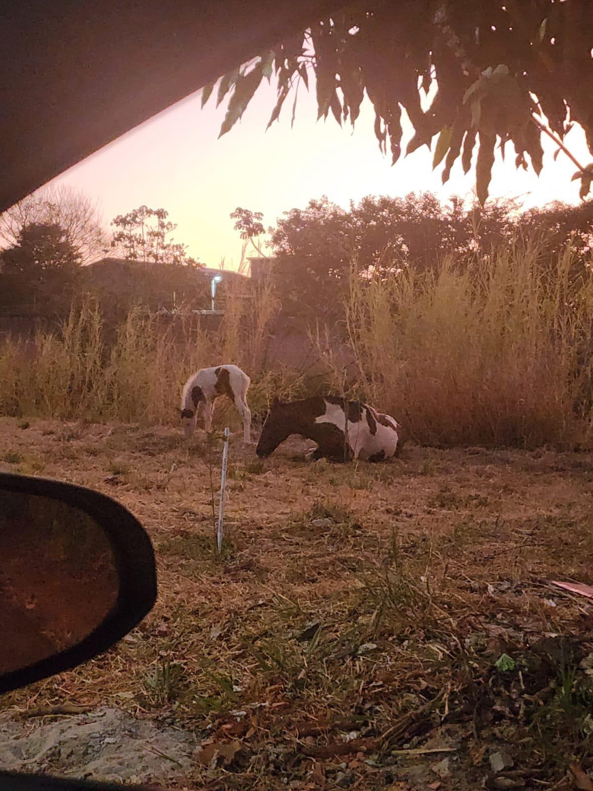  (Foto/Divulgação)