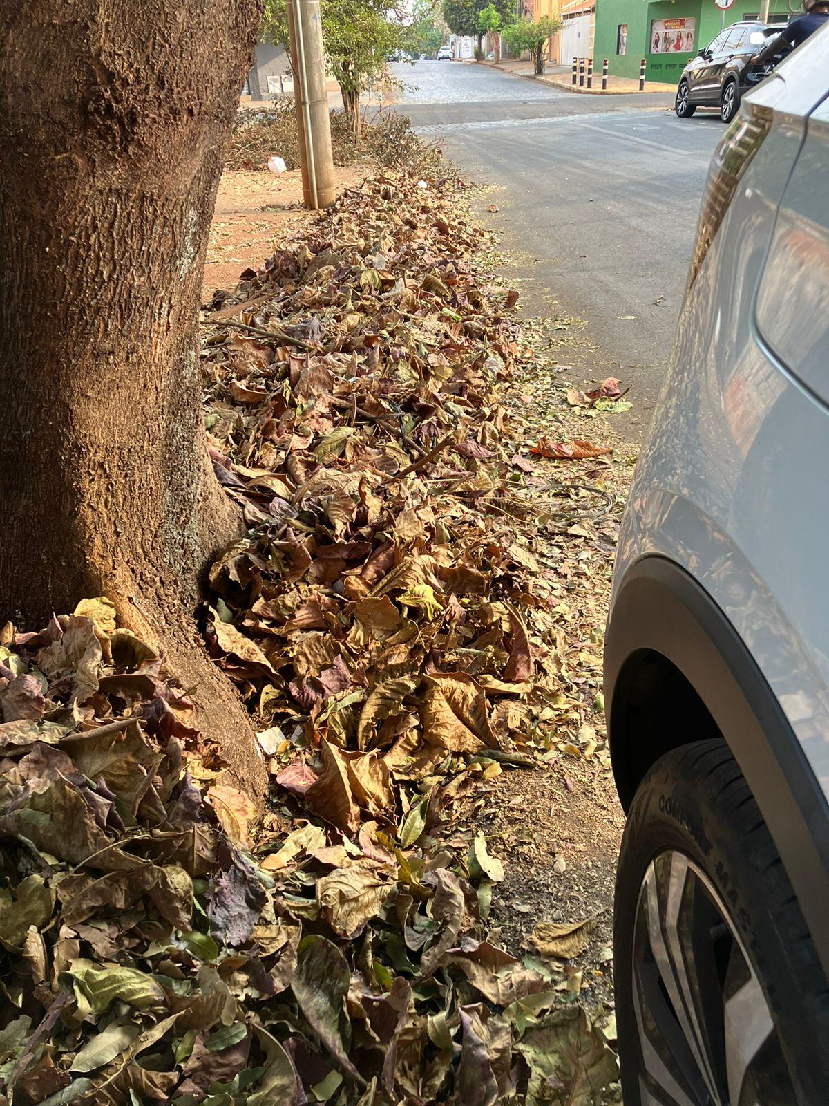 Folhas e sujeira estariam incomodando os moradores do bairro Estados Unidos (Foto/Divulgação leitor)