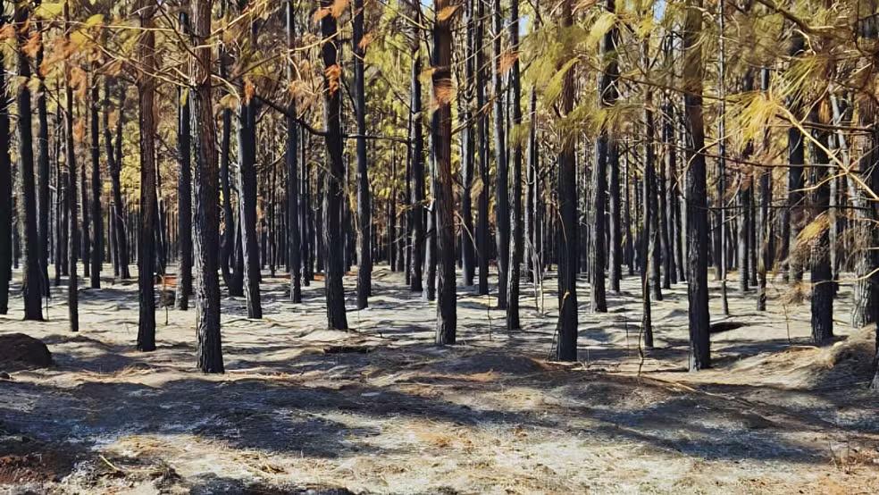 Floresta da Faber-Castell (Foto/Corpo de bombeiros/Divulgação)