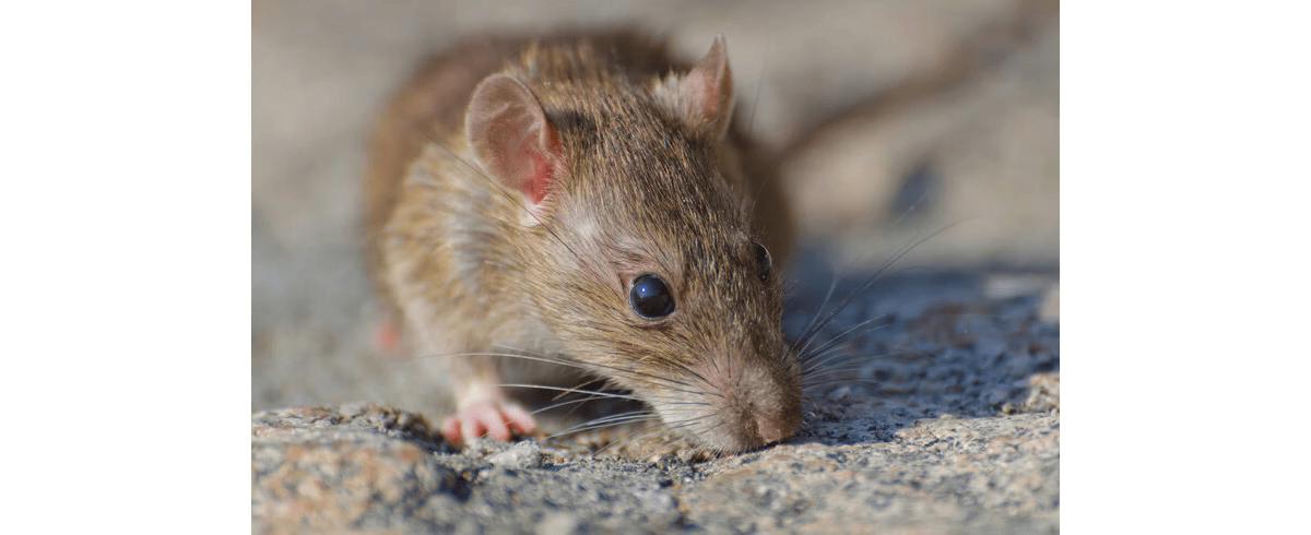 Bebê é atacado por mais de 50 ratos entro de casa (Foto/Freepik)