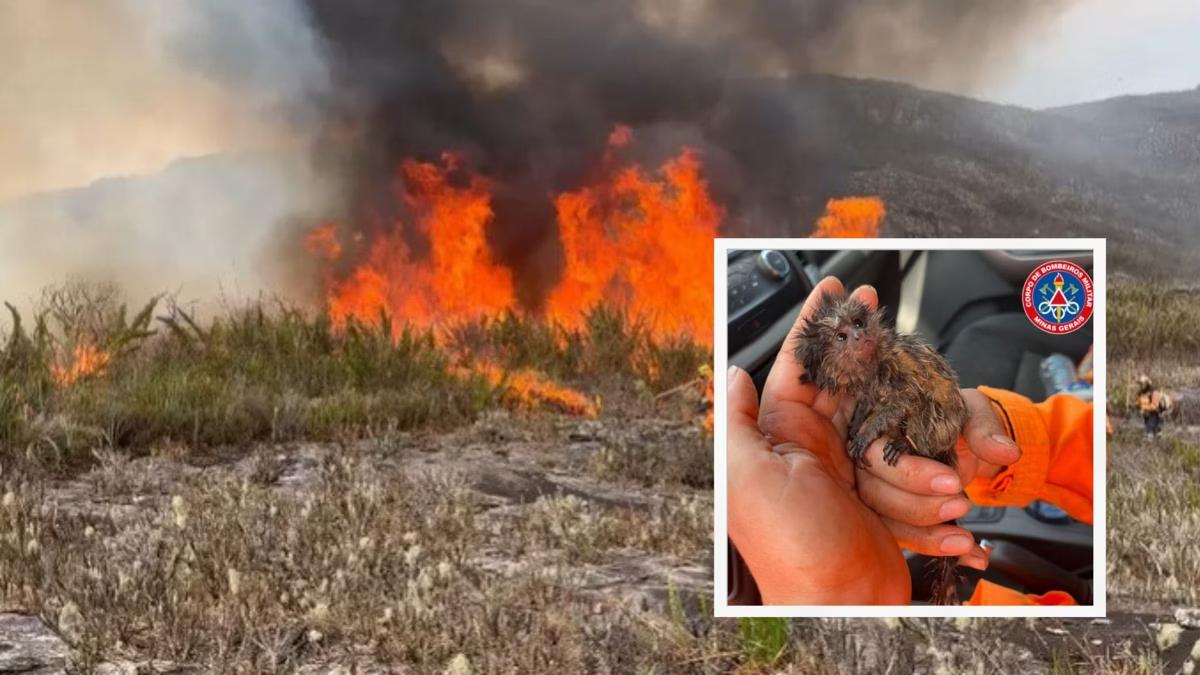 Filhote de mico foi encontrado em situação debilitada de saúde, durante um incêndio no Parque Estadual do Pau Furado (Foto/Santuário do Caraça/CBMG/Divulgação)