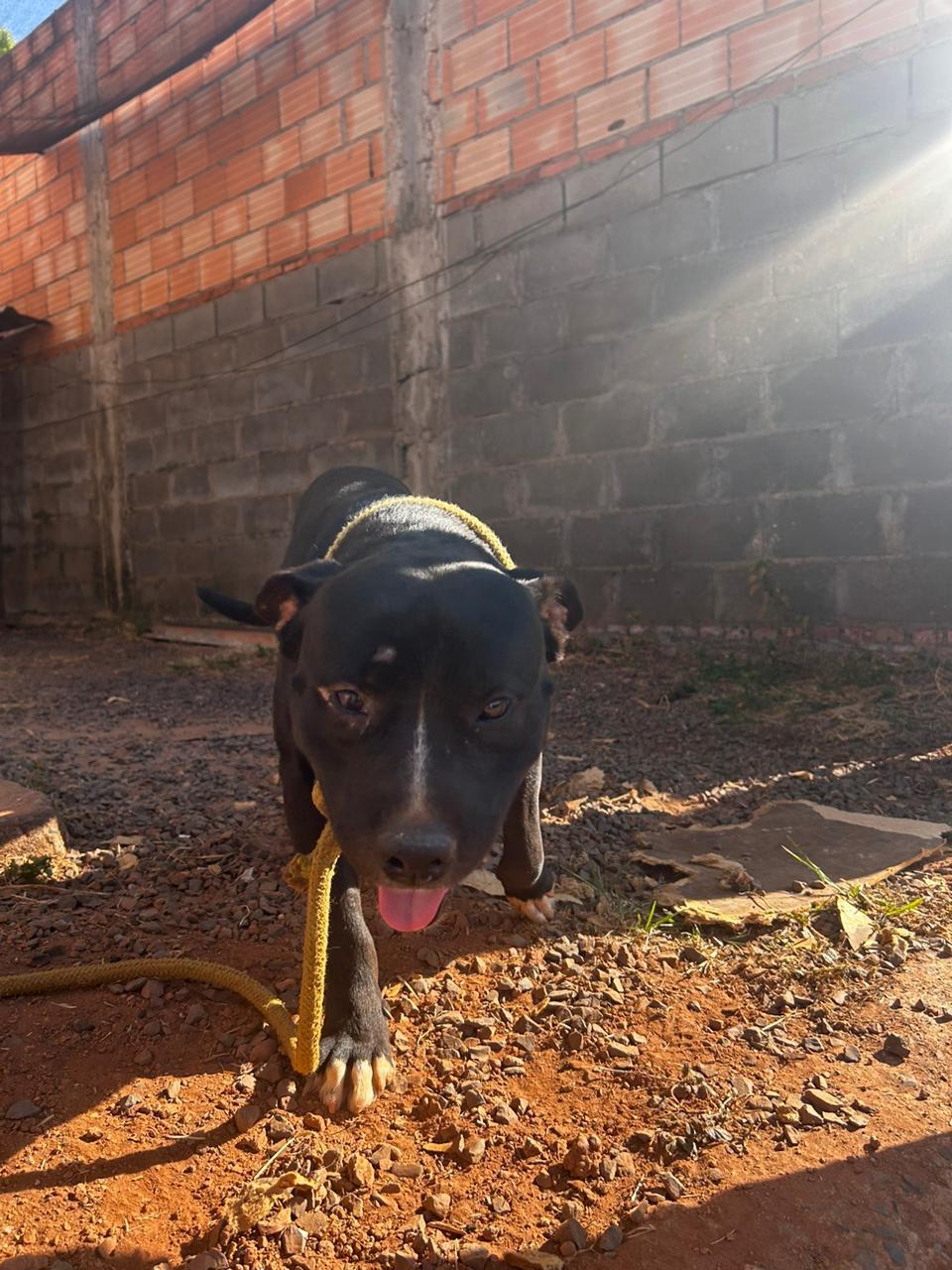 O animal, de cerca de um ano, foi enviado para o Abrigo dos Anjos (Foto/Divulgação)