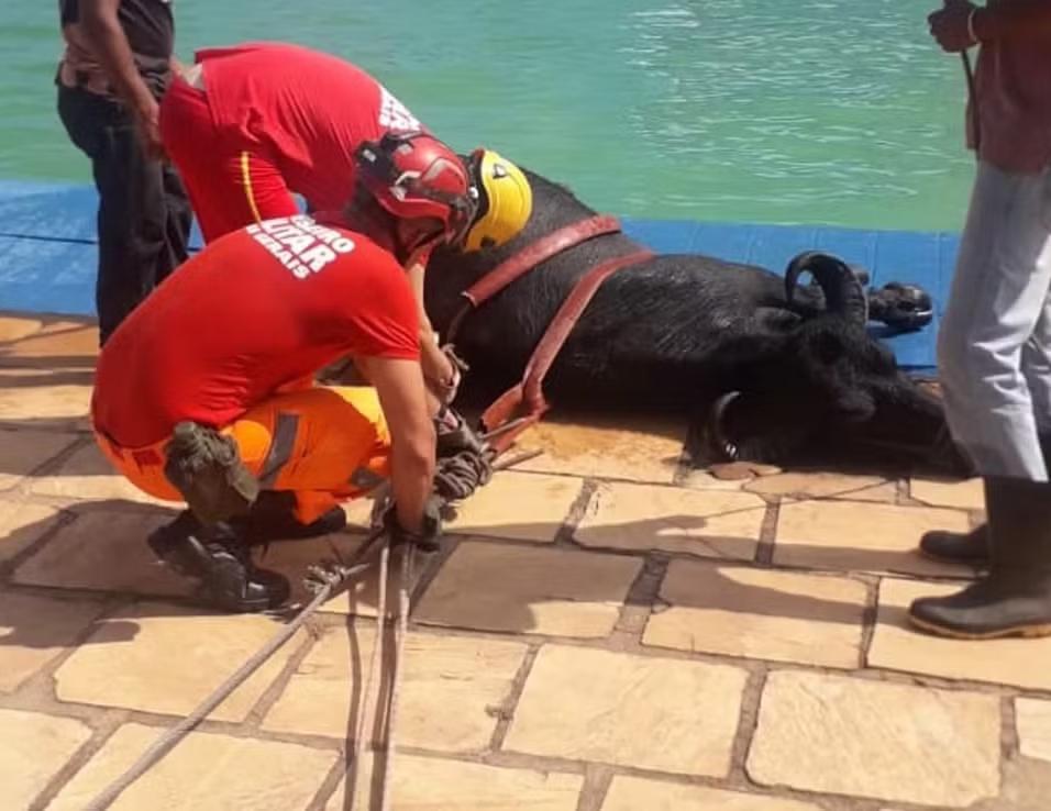 O animal estava em uma piscina com aproximadamente 2 metros de profundidade (Foto/Divulgação/Corpo de Bombeiros)